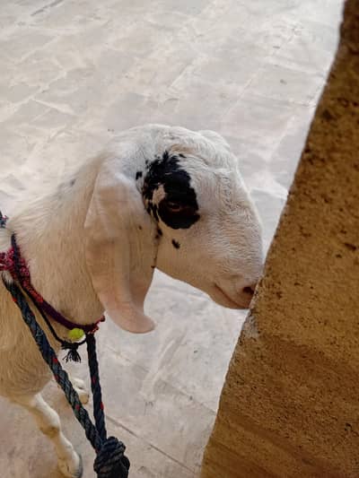 Taapri bakri