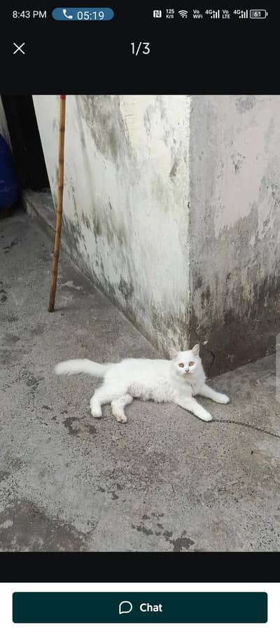 on heat female for sale