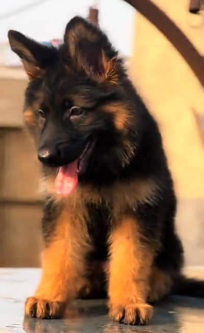 German Shepherd breed for sale mor WhatsApp0349/26/36/275