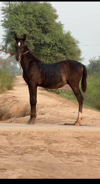 pure dasi blood line black Vachera