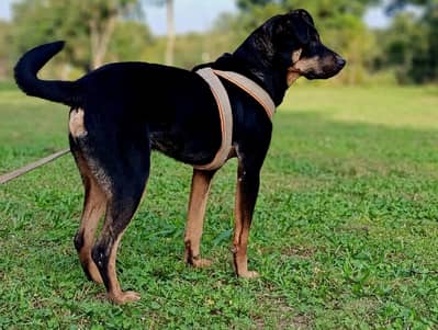 secorty dog tranid dog out stander quilty