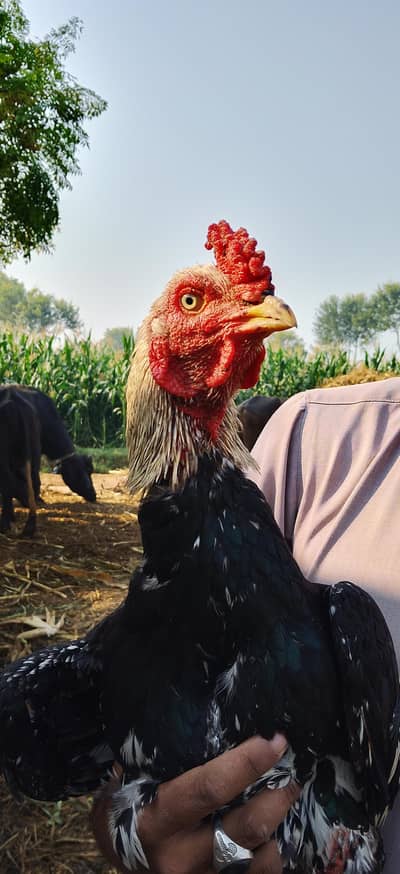 Pure Aseel . . Urgent Sale