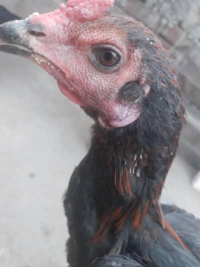 thai burmi pata 7 month ka black nok nali jis bhi ko chya wo rabta kar
