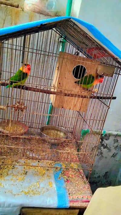 lovebird full pair