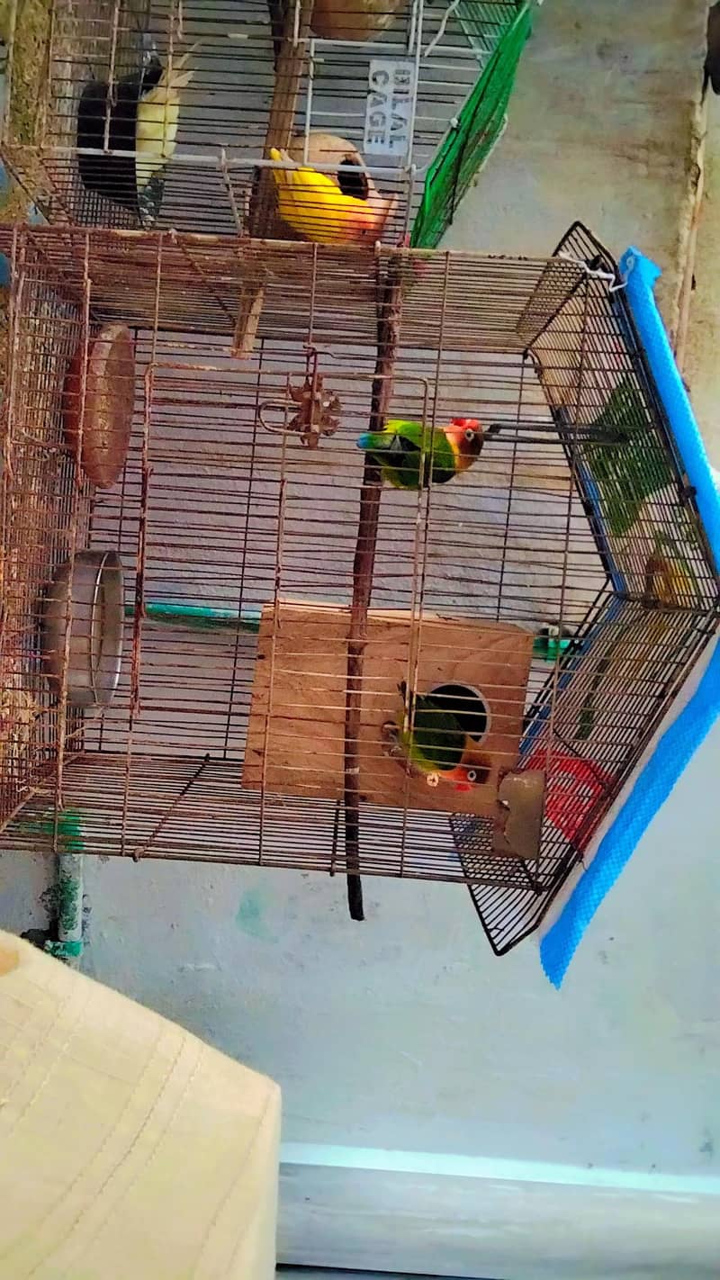 lovebird full pair 1