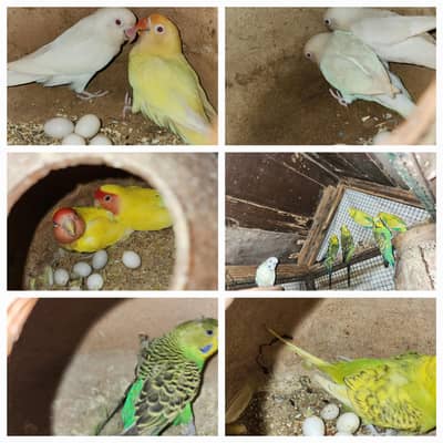 Lovebirds | Under size Budgies | Hogoromo | Mutition Finches | Breeder