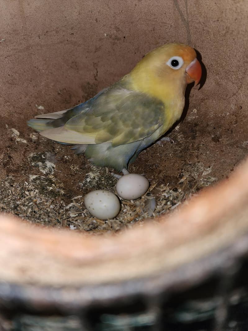 Lovebirds | Under size Budgies | Hogoromo | Mutition Finches | Breeder ...
