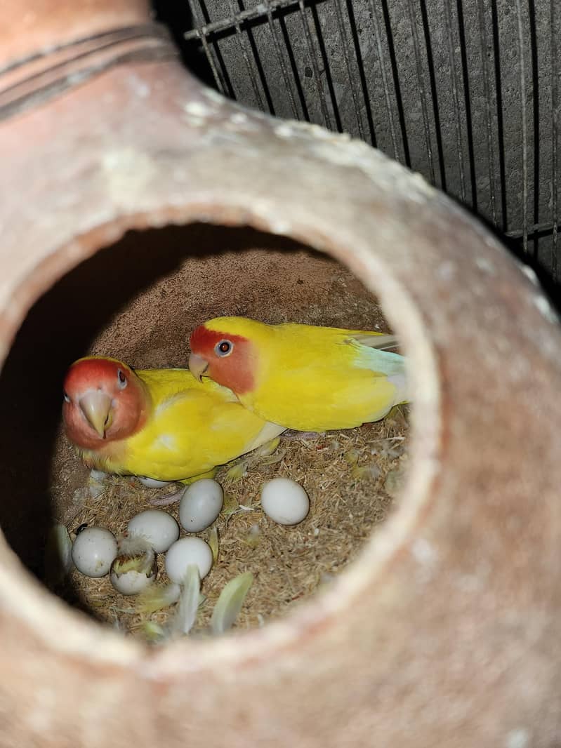 Lovebirds | Under size Budgies | Hogoromo | Mutition Finches | Breeder ...