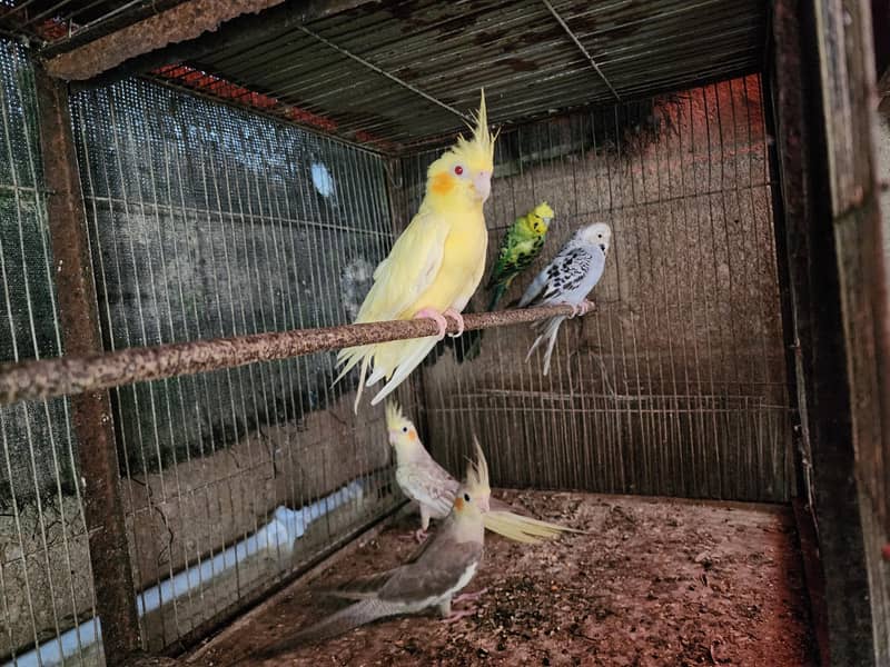 Lovebirds | Under size Budgies | Hogoromo | Mutition Finches | Breeder ...
