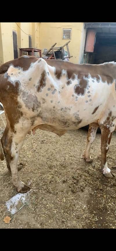 Cow for sale