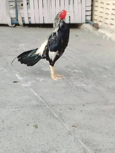 aseel mianwali murga