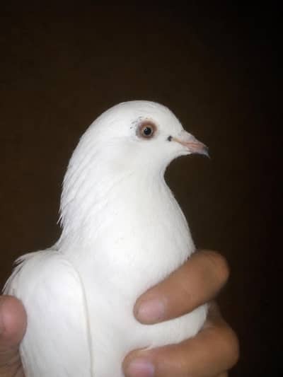 کبوتر