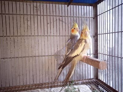 cinnamon resesive fellow cocktails breeders available for sale