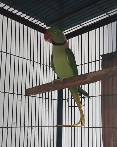 green male for sale