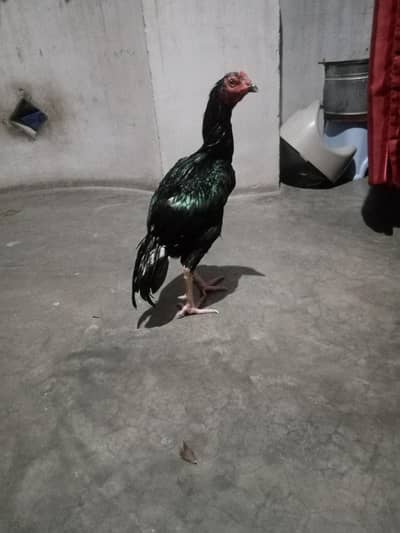 laka patah