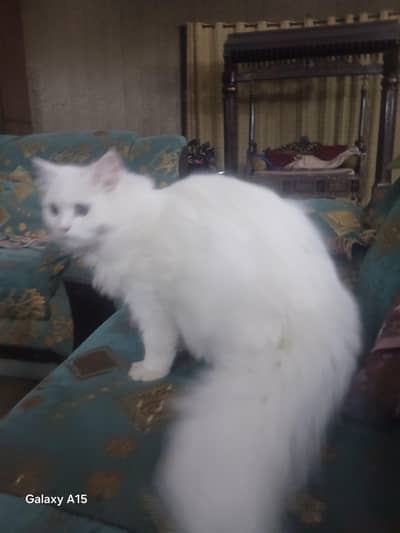 Fully trainded persian cat in 15000