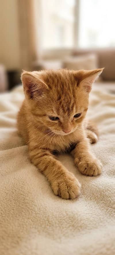 Sweet 51-Day-Old Ginger Kitten Looking for a Loving Home