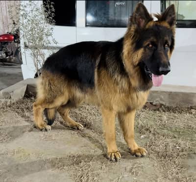 German Shepherd For Sale (Pink Pedigree)