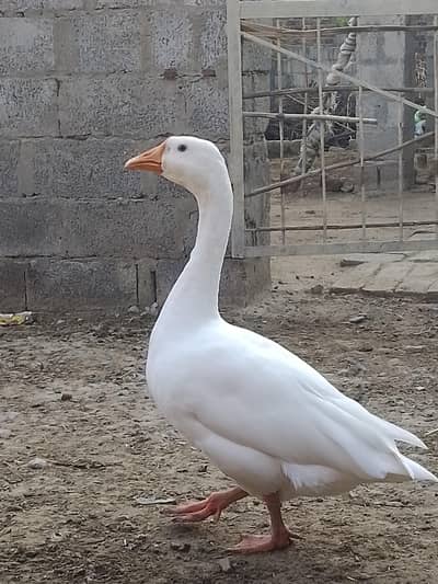 ducks