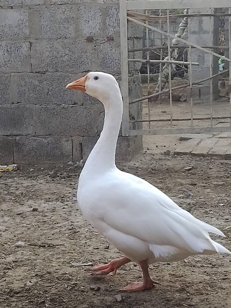 ducks 0