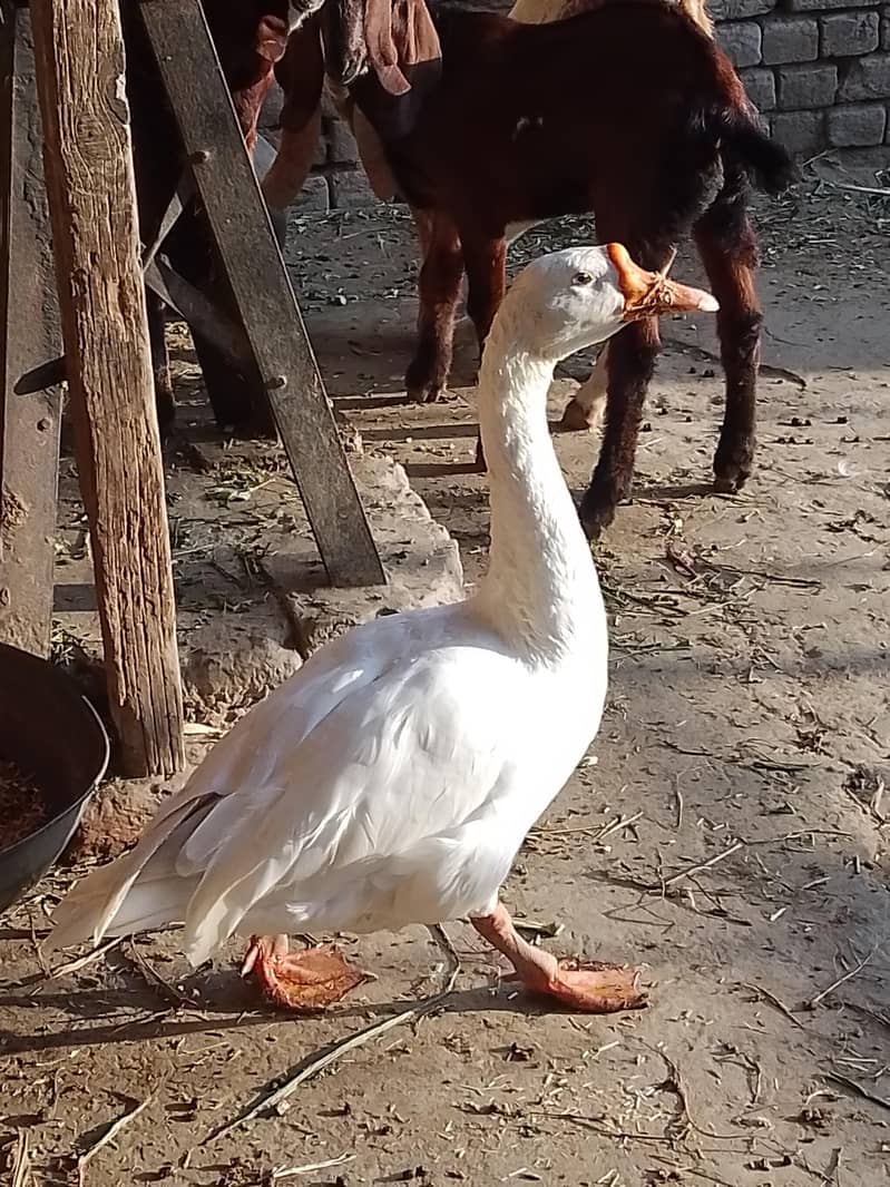 ducks 1