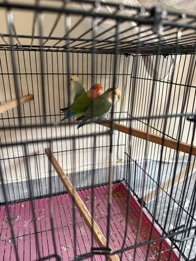 Lovebird rosecolli breeding pairs bonded