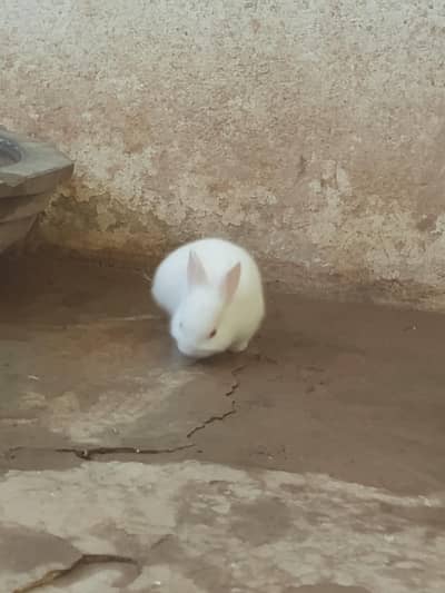 wight rabbits red eyes
