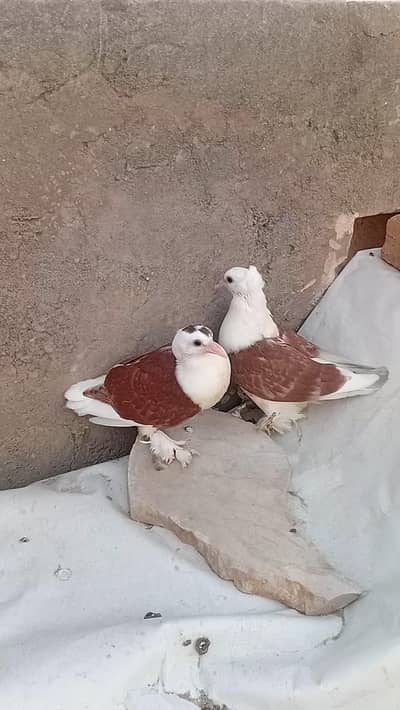 checik  for sale