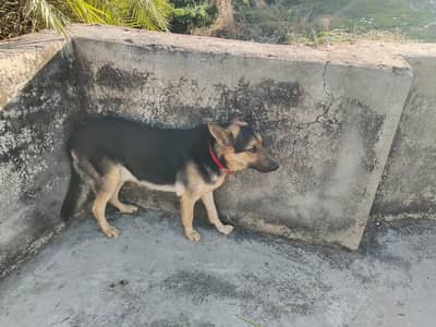 GERMAN SHEPHERD DOUBLE COAT