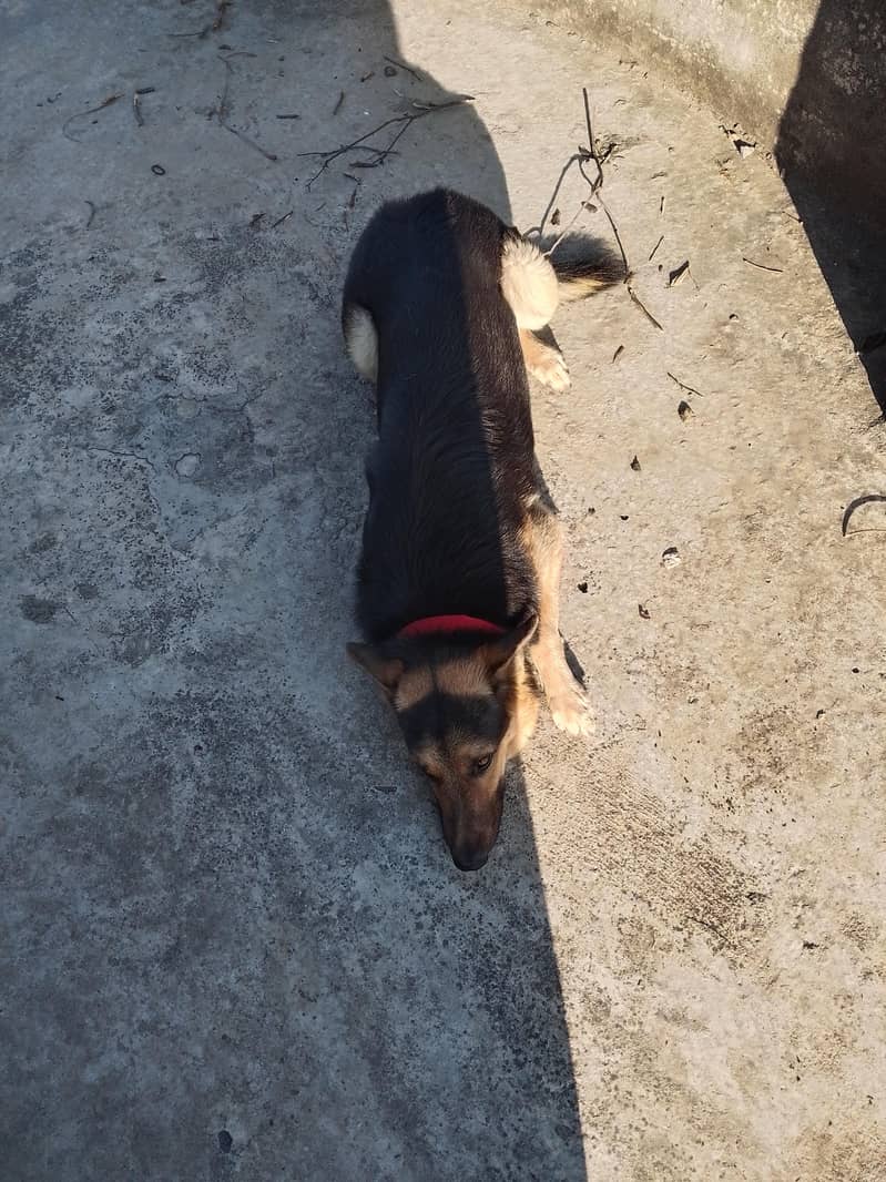 GERMAN SHEPHERD DOUBLE COAT - Dogs - 1120920031