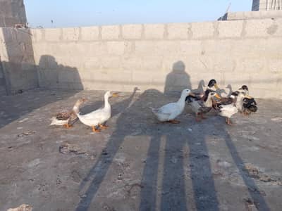 ducks