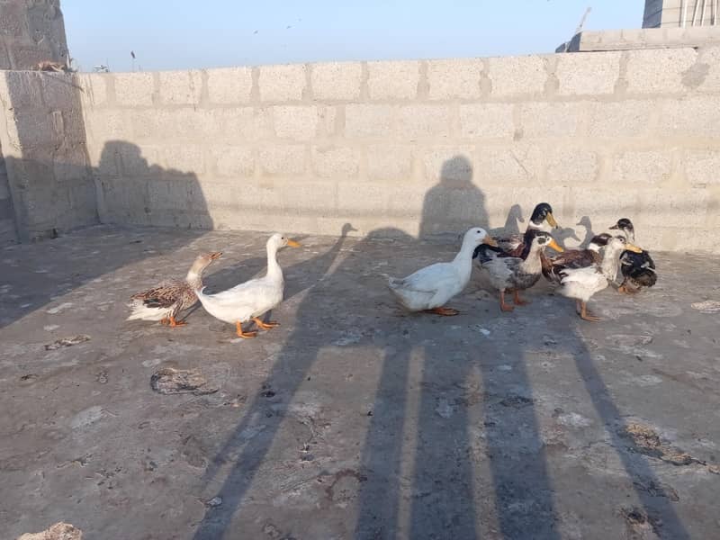 ducks 0