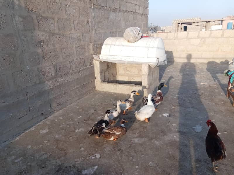 ducks 1