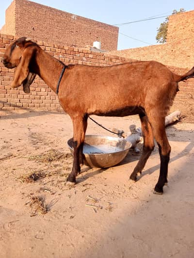 pure nagri path