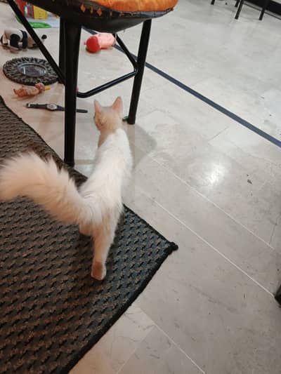 Persian cute face cat