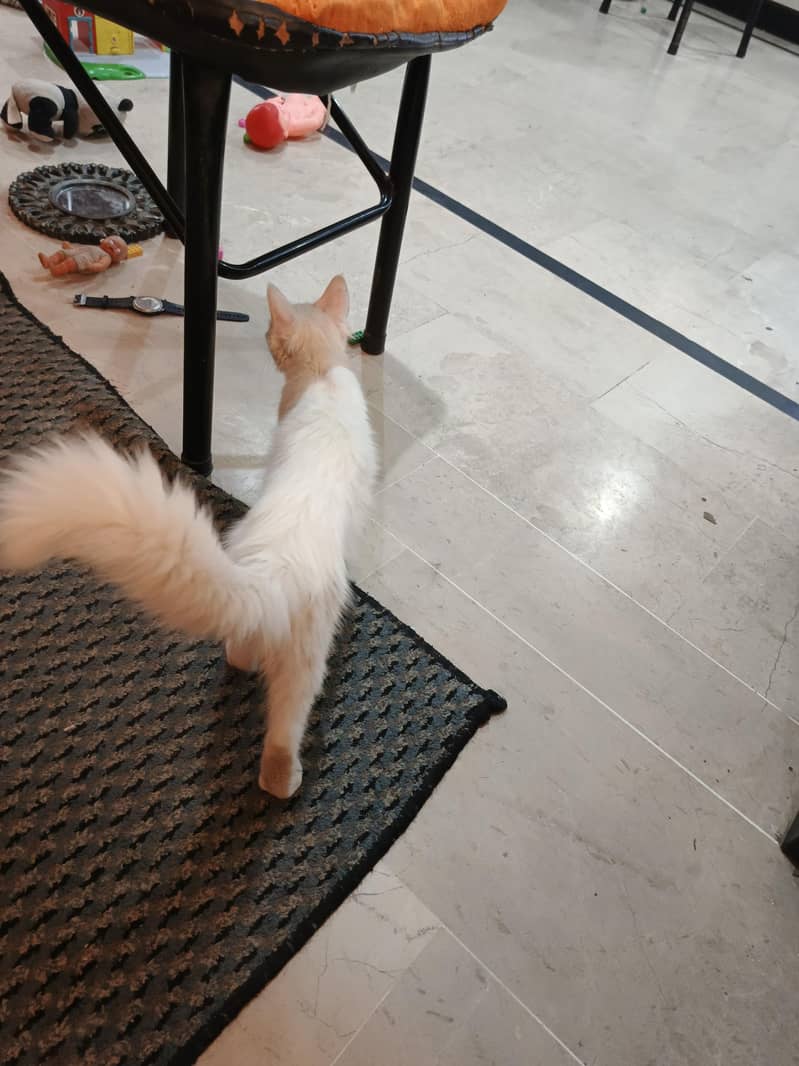 Persian cute face cat 0