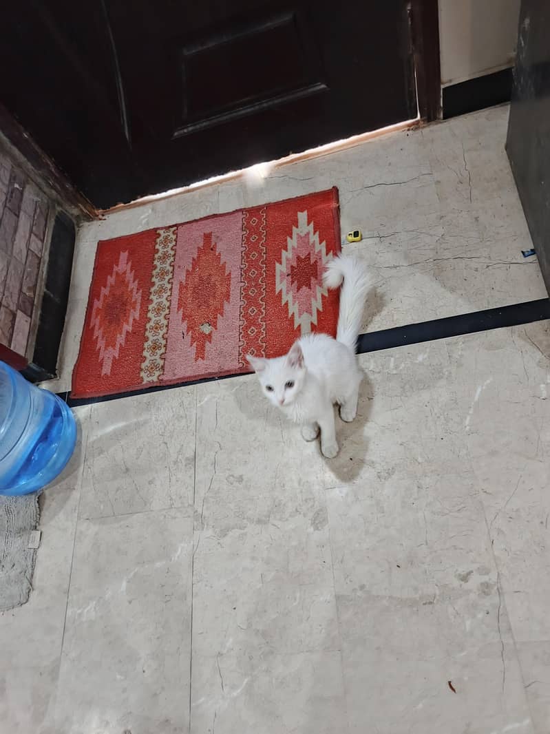 Persian cute face cat 1
