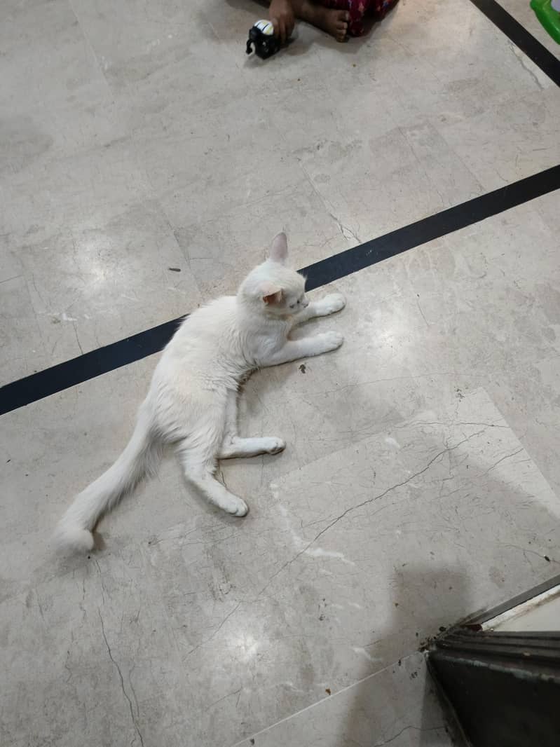 Persian cute face cat 2