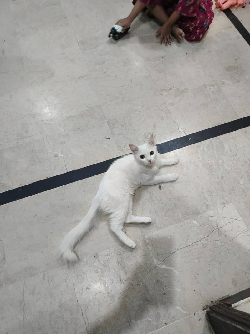 Persian cute face cat 3
