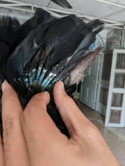 parrot beak and thi cross female exchange possible
