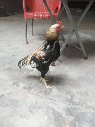 Healthy & Active Pure Asil Rooster / Murga For Sale