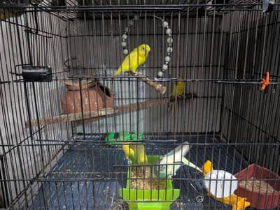 Australian Budgies for sale with Cage