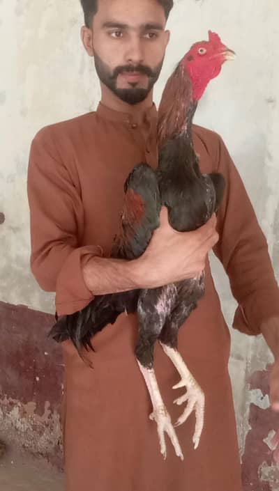 Aseel Murga whatsapp or call 0328-3283838