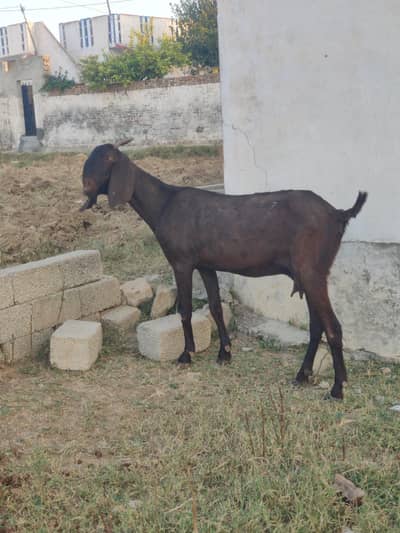 Beetal Bakri For Sale | Desi Beetal Goad | Female Bakri For Sale