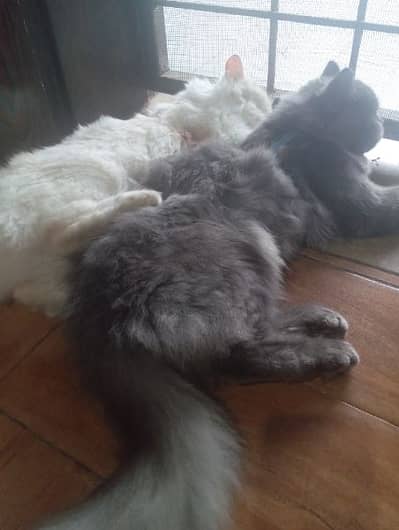 Pair of Persian cats with accessories