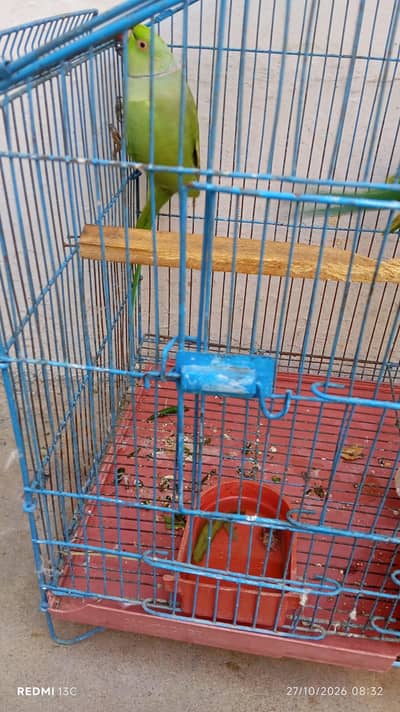 green parrot