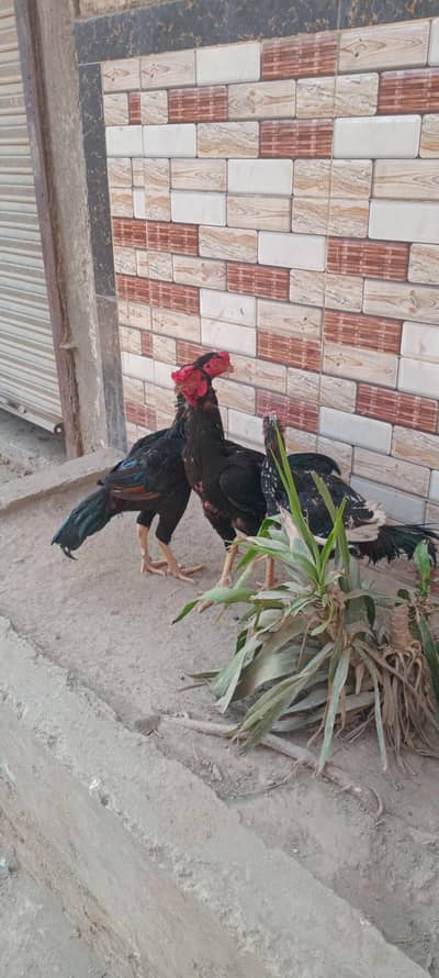 Beautiful sindhi jagheeri murgha for sale