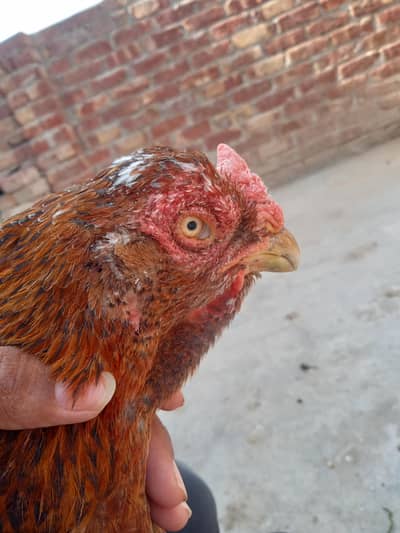 Aseel Female.