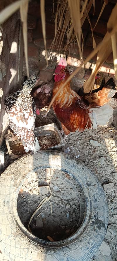 hen pair