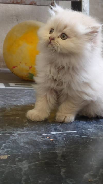 Persian kittens Trippel Coated